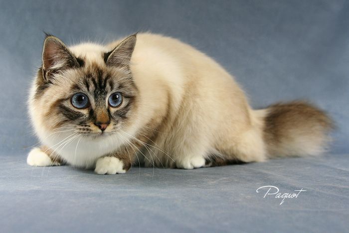 imagebirman